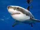 Great white shark 1