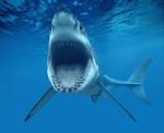 Great white shark 23